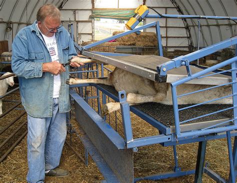 Oct 14, 2022 How many years can you milk a goat "Milking Routine Milking should be done twice a day approximately 12 hours apart. . How to build a goat tilt table